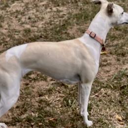Chiquitita - Whippet