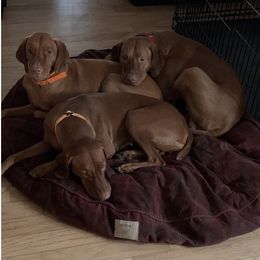 Vizsla Puppies from Andrea St. John's Vizslas