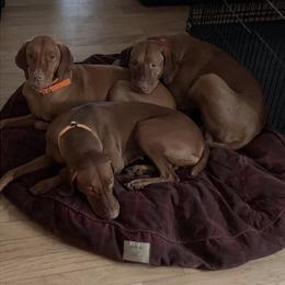 Vizsla Puppies from Andrea St. John's Vizslas