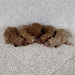 Boy 2 - Apricot male Australian Labradoodle puppy in Harrisonburg, Virginia from Crown Doodles