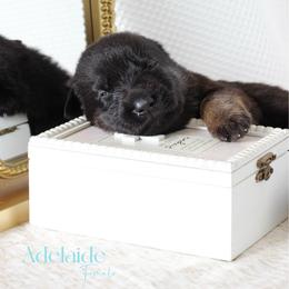 Adelaide - Black and cream female German Shepherd puppy in De Land, Florida from 3B’s Animal Artistry