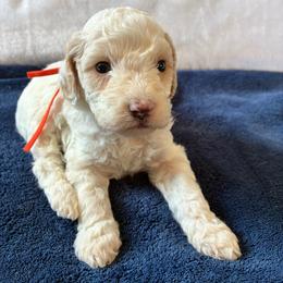 Doc - Red and white male Cockapoo puppy in Adrian, Oregon from ApplebyFarm