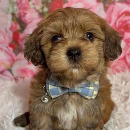 Lotus - Red male Havanese puppy in Clermont, Florida from Country Sweet Havanese and Creative Coaching