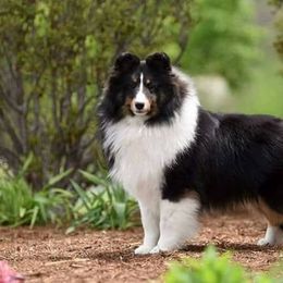 Shetland Sheepdogs from Krayola Shelties