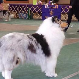 Melody - Collie