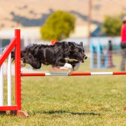 Border Collie Puppies from Cathedral Border Collies