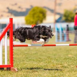 Border Collie Puppies from Cathedral Border Collies