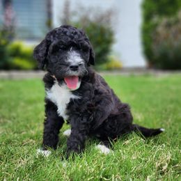 Bernedoodle Puppies from Oklahoma Doodles
