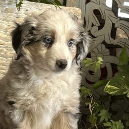 Miniature Australian Shepherds and Toy Australian Shepherds from Kai’s Aussies
