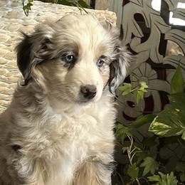 Miniature Australian Shepherds and Toy Australian Shepherds from Kai’s Aussies
