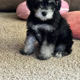 Miniature Schnauzer Puppies from Chantel's Miniature Schnauzers