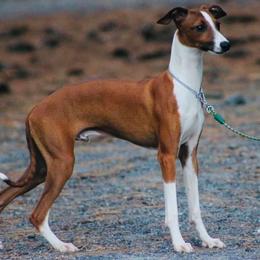 Nigel - Red male Italian Greyhound puppy in Morganton, North Carolina from Celtic Sighthounds