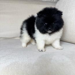 Marble - Black parti female Pomeranian puppy in Newport News, Virginia from Nel’s Pomeranians
