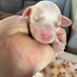 Sky - Red and white female Cockapoo puppy in Adrian, Oregon from ApplebyFarm
