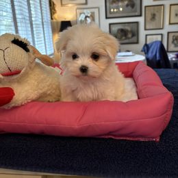 Girl 1 - White female Maltese puppy in Pennsylvania from Pequest Pekingese & Merri Maltese