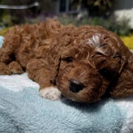 Goldendoodle Puppies from Anna Liu