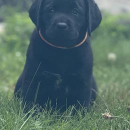 Labrador Retriever Puppies from Maynard’s Labs
