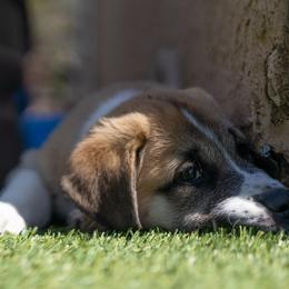 Anatolian Shepherd Dog Puppies from Fiddler’s Dream Anatolians