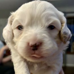 Chungus - Cavapoo puppy from Purser Puppy Patch