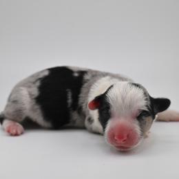Patch - Blue merle and white male Cardigan Welsh Corgi puppy in Bland, Missouri from Shadey Lane Corgis