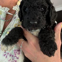 Ricky - Black male Goldendoodle puppy in Lexington, North Carolina from Southern Grace Acres
