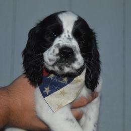 English Springer Spaniel Puppies from A & R Springers