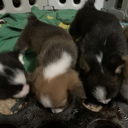 American Corgi and Pembroke Welsh Corgi Puppies from Chaotic Corgi’s