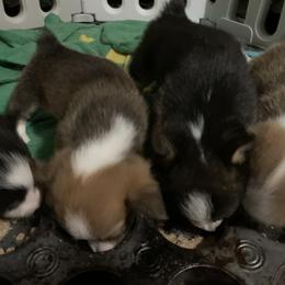 American Corgi and Pembroke Welsh Corgi Puppies from Chaotic Corgi’s
