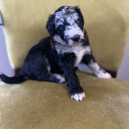 Harry Potter - Blue merle male Bordoodle puppy in Valley Center, California from Circle R Valley Farms