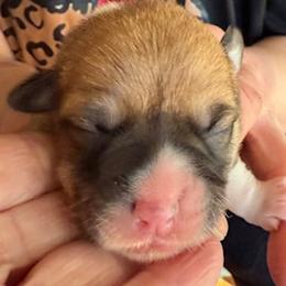 Mazie - Sable female Pembroke Welsh Corgi puppy in Riverside, California from Four Aces Corgis