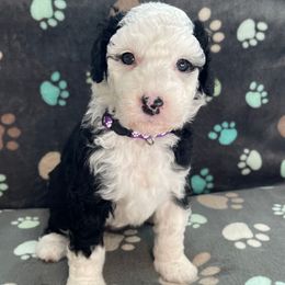 Purple - Black and white female Sheepadoodle puppy in Archer, Florida from Gainesville Sheepadoodles