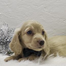 Boy 1 - Cream male Dachshund puppy in Mt. Sterling, Illinois from Doxie Do's