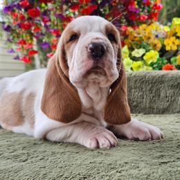 Yellow Girl Patsy - Lemon and white female Basset Hound puppy in Foley, Alabama from Jubilee Basset Hounds