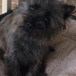 Cairn Terriers from Frances Moniz's Cairn Terriers