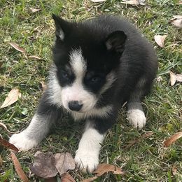 Apollo - Black and white male Siberian Husky puppy in Summerville, South Carolina from Carolina Husky Lodge