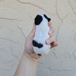 Black spotted - Black and white male Chihuahua puppy in Vineland, New Jersey from Royal Companion's