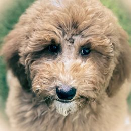 Bellann - Poodle