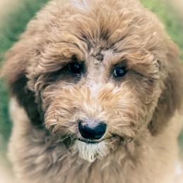 Bellann - Poodle