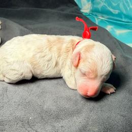 Red - Parti male Maltipoo puppy in Clarksville, Tennessee from Bee Mine Maltipoos and Pomeranians