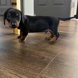 Acorn - Black and tan male Dachshund puppy in Live Oak, Florida from Johnson’s Weiner Farm