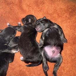 Boy 2 - Black and tan male Pomeranian puppy in North Port, Florida from POMRITA POM’S