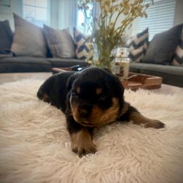 Nova - Black and mahogany female Rottweiler puppy in Parker, Colorado from Denver Rottweilers