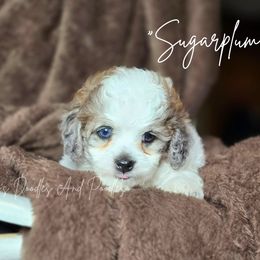 Sugarplum - Merle female Cockapoo puppy in Cleveland, Georgia from Jam's Doodles And Poodles