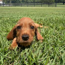 Mighty Mouse - Red wheaten male Basset Fauve de Bretagne puppy in Reddick, Florida from Afterhours German Wirehaired Pointers and Basset Fauve de Bretagne
