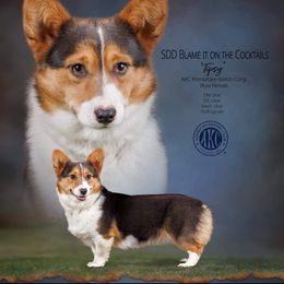 Tipsy - Pembroke Welsh Corgi