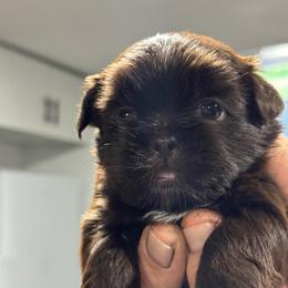 Mocha - Liver female Shih Tzu puppy in Hesperia, California from Maria's Shih Tzus