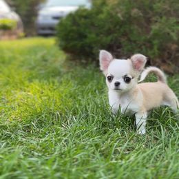 Hubert - Sable spotted white male Chihuahua puppy in Michigan from Fanciful Thrills Kennel