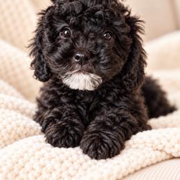 Chloe - Black female Poodle puppy in Aurora, Oregon from Divine Poodles