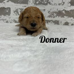 Donner - Apricot male Goldendoodle puppy in Nortonville, Kentucky from Deb’s KY Doodles