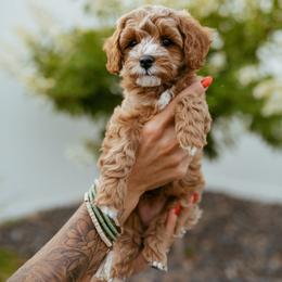 Cavapoo Puppies from Mustard Seed Doodle Co.